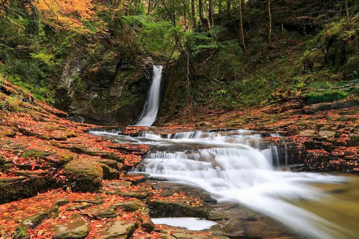【漾旅、和遊】中日本六大紅葉秘境八日｜伊勢志摩、奈良｜特選溫泉旅館｜現撈伊勢龍蝦(六人成行)